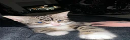 Mixed Breed cats for sale: Tabby female  - Advert 3
