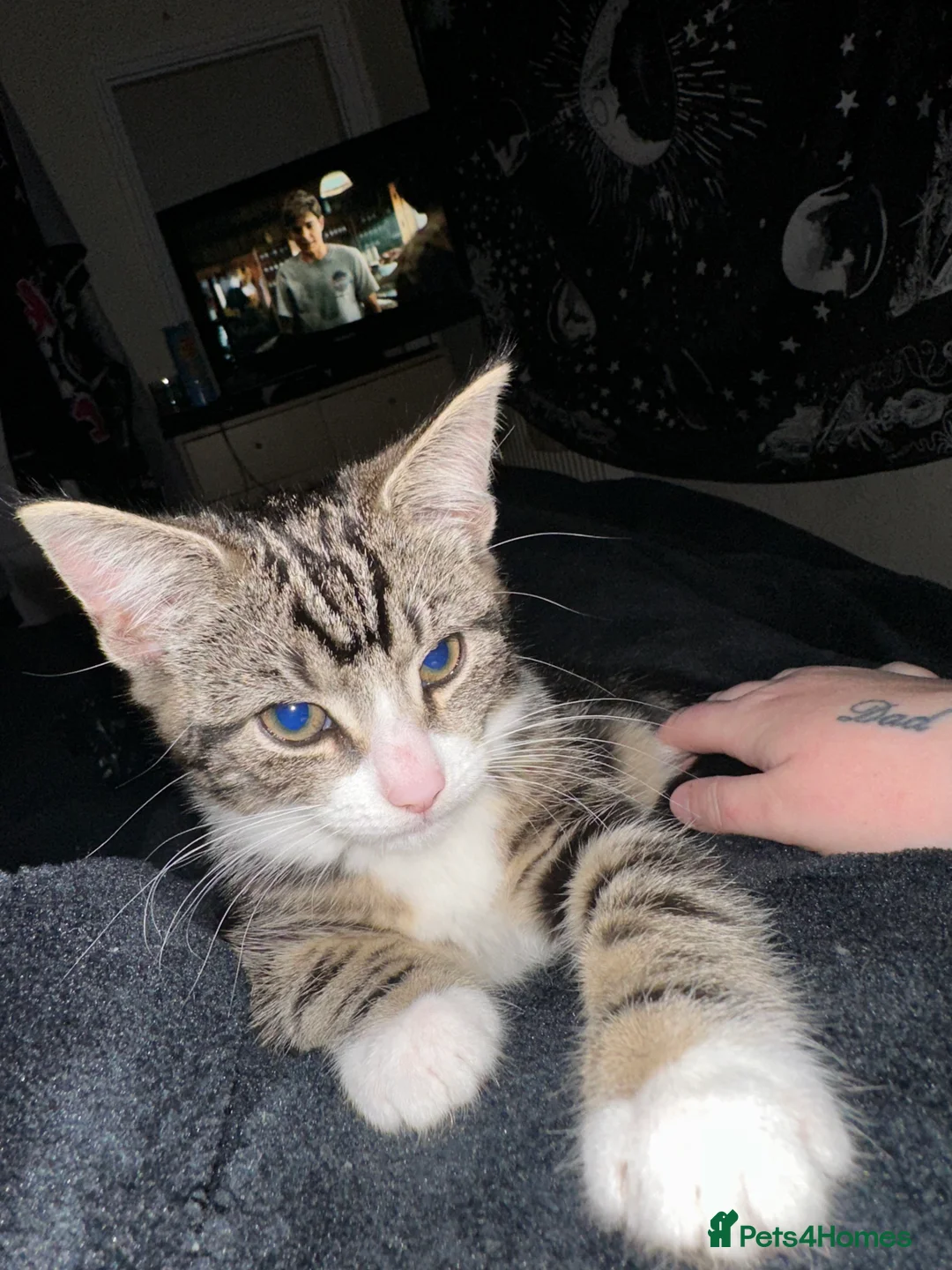 Mixed Breed cats for sale: Tabby female  - Advert 3