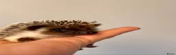 Pygmy Hedgehog rodents for sale: Adorable African Pygmy Hedgehog Babies Male Female - Advert 8