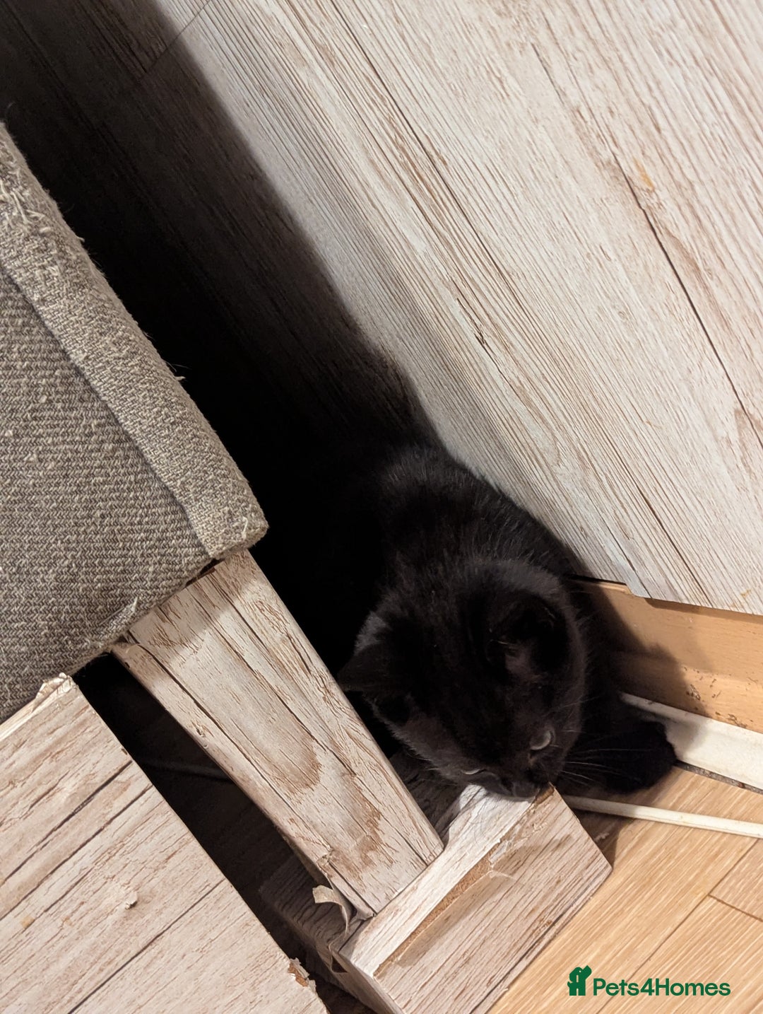 Bombay cats for sale: Beautiful kittens perfect for  **   ** s  - Advert 5