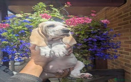 Mixed Breed dogs for sale: Rare Porcelaine Hound Puppies - Image 4