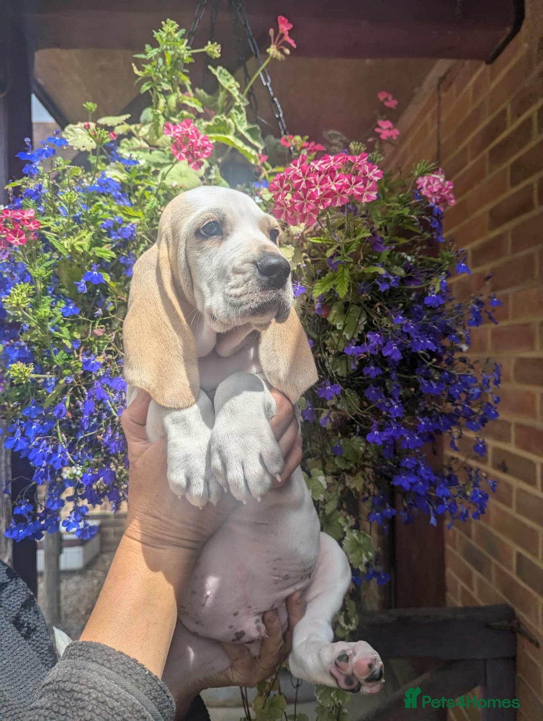 Mixed Breed dogs for sale: Rare Porcelaine Hound Puppies - Image 4