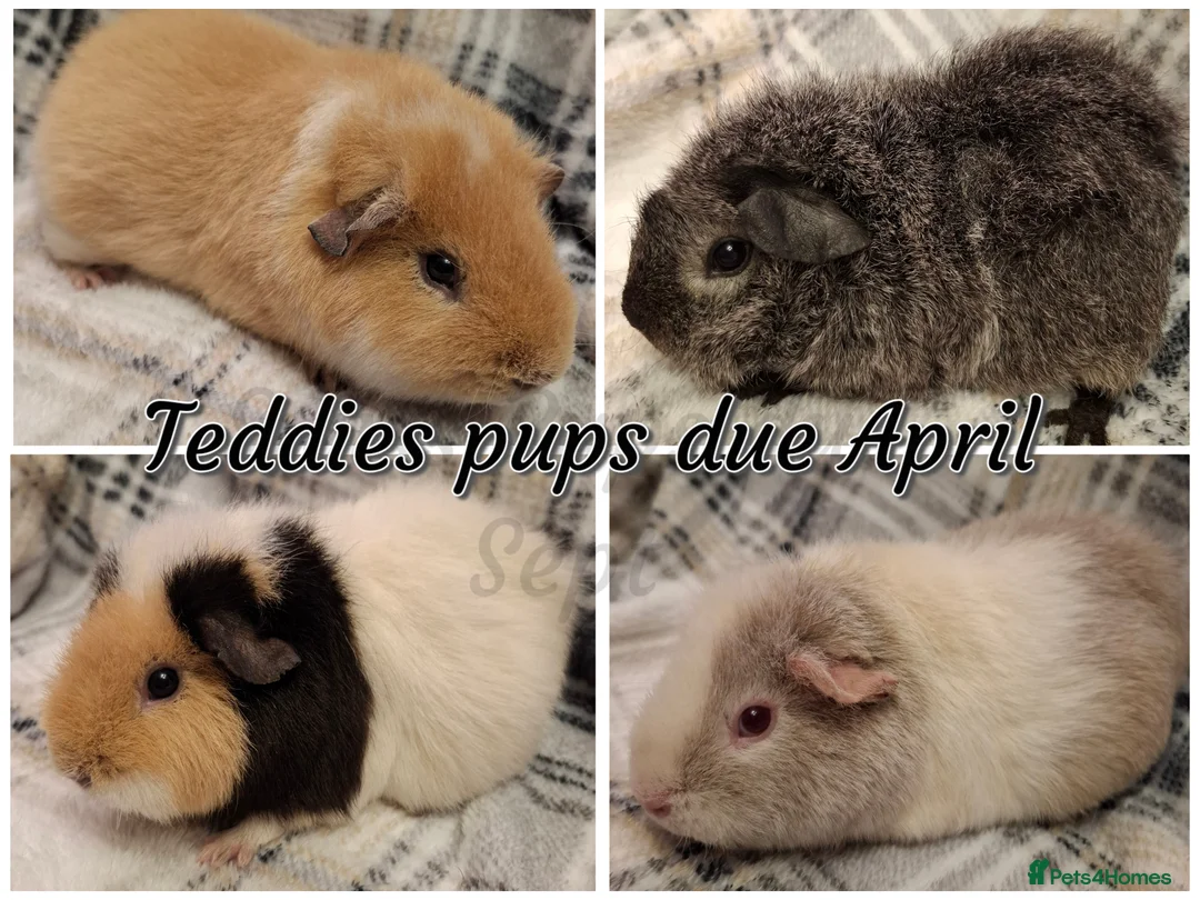 Guinea Pig rodents for sale: Gorgeous Silver Agouti Baby Boar - Advert 9