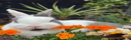 Netherland Dwarf rabbits for sale: Netherland dwarf bunny rabbits silly tame - Advert 26