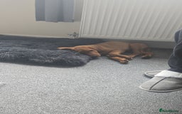 Labrador Retriever dogs for sale: Fox re labrador  - Image 3