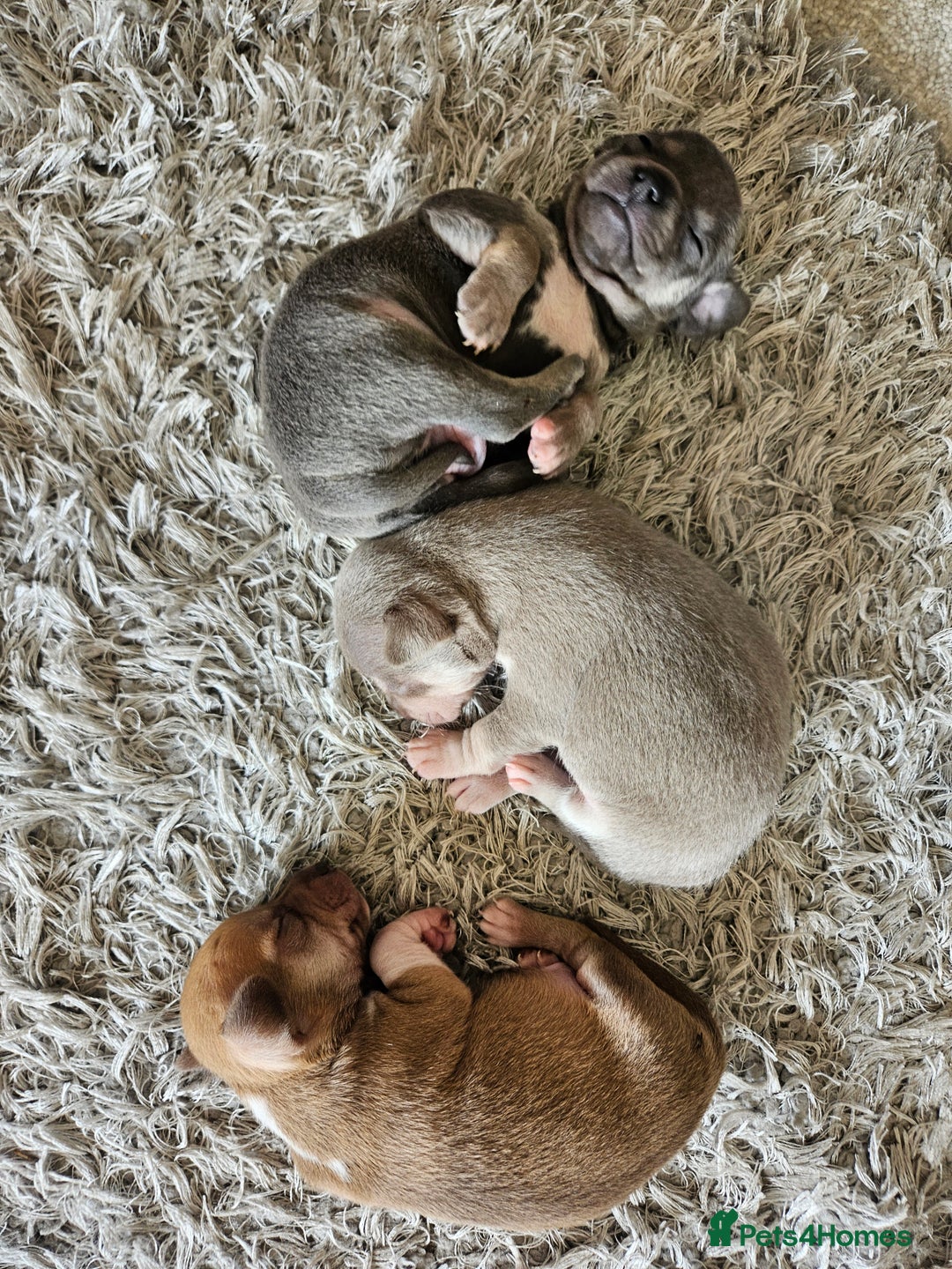 Chihuahua dogs for sale: 2 beautiful chihuahuas  - Image 14