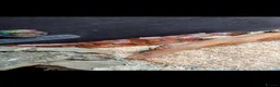 Corn Snake reptiles for sale: Corn snake  in Abingdon - Advert 2