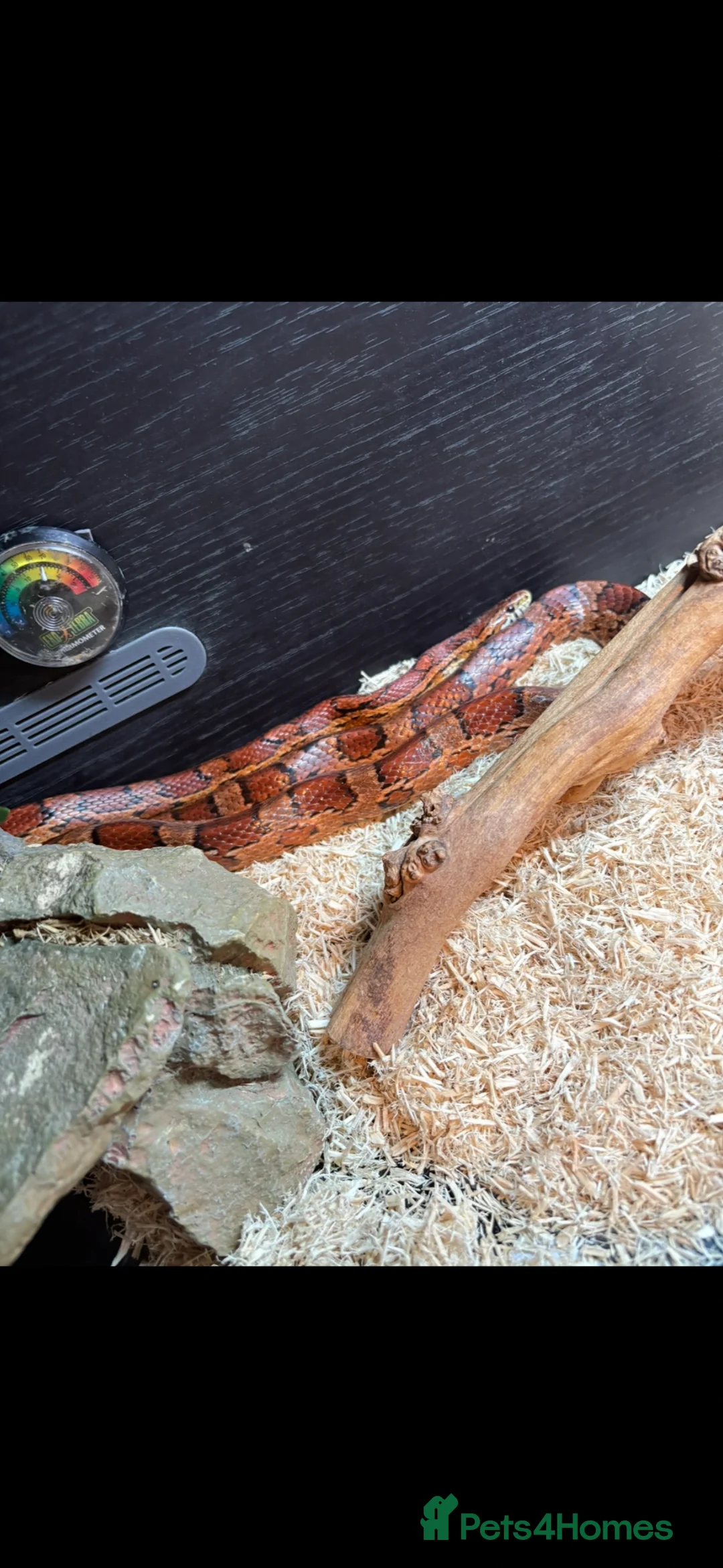 Corn Snake reptiles for sale: Corn snake  in Abingdon - Advert 2