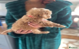 Maltipoo dogs for sale: 💫Tiny Red Boys Available Now💫 - Image 30