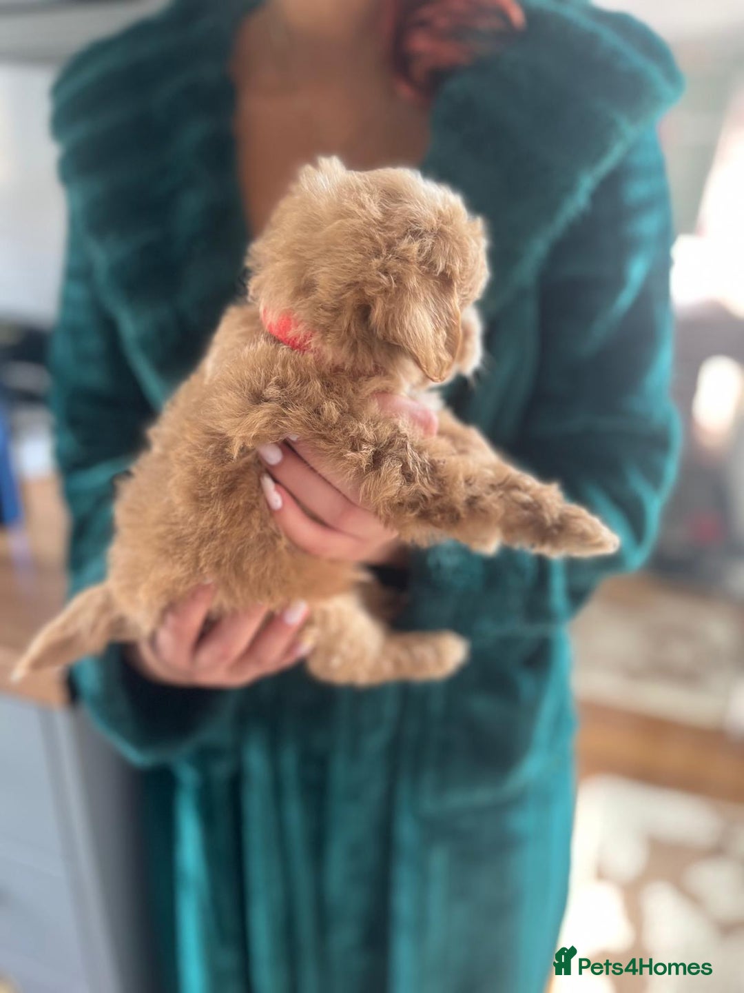 Maltipoo dogs for sale: 💫Tiny Red Boys Available Now💫 - Image 30