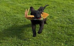 Flat coated Retriever dogs for sale: Black Flatcoat retriever puppies for sale  - Image 5