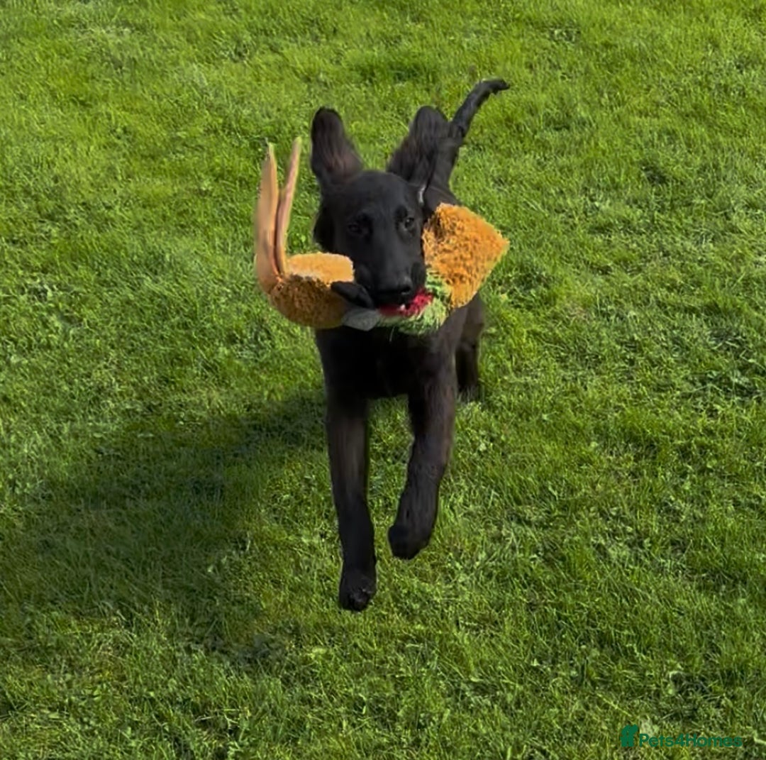 Flat coated Retriever dogs for sale: Black Flatcoat retriever puppies for sale  - Image 5