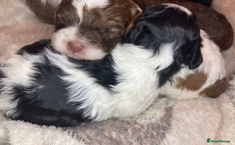 Shihpoo dogs - Advert 3