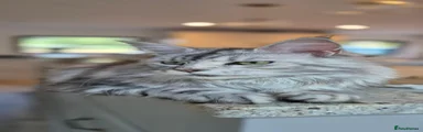 Maine Coon 8