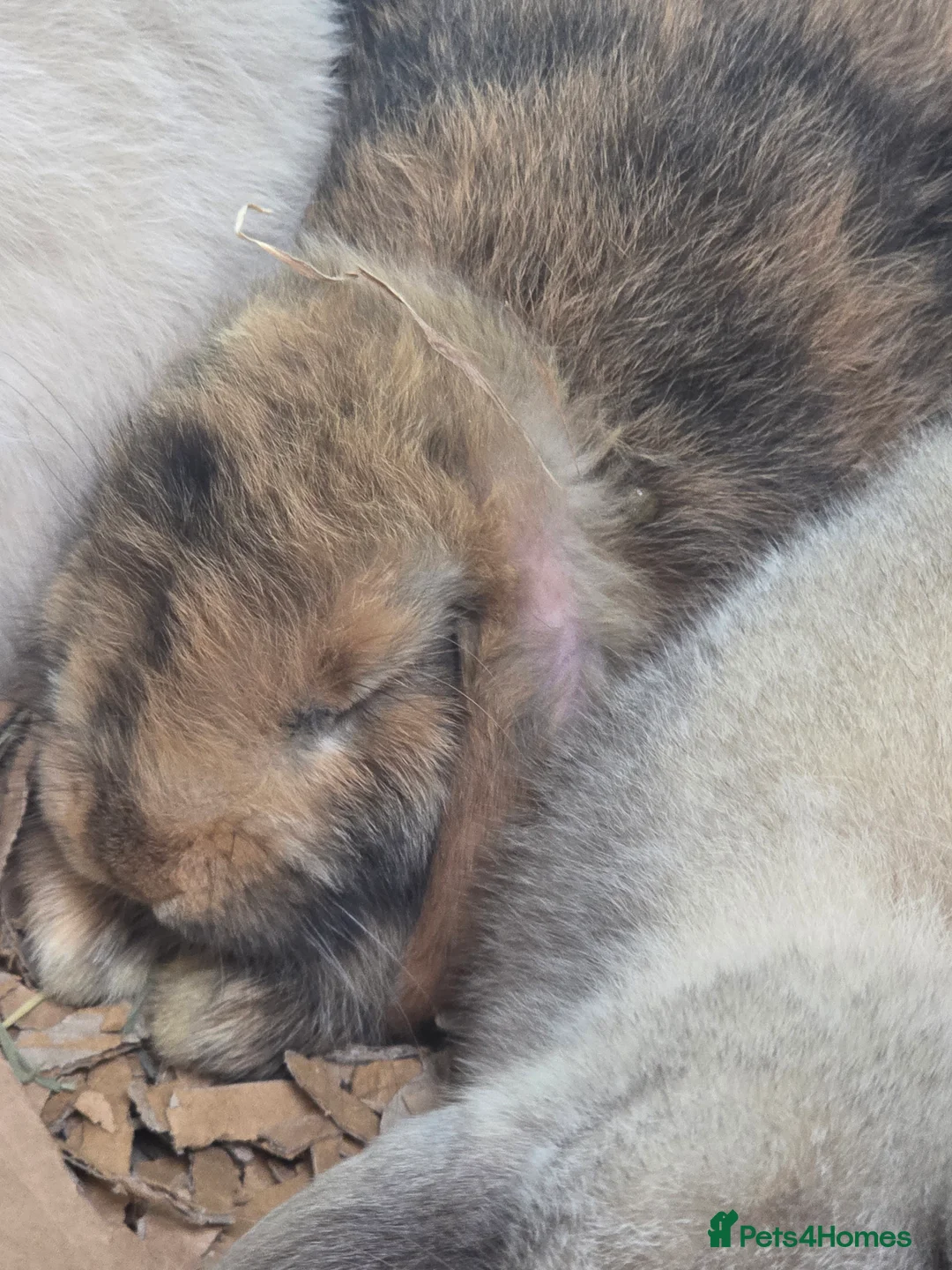 Mixed Breed rabbits for sale: Males and females mini lops and lion heads - Advert 2
