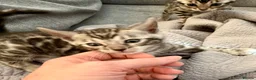Bengal cats for sale: 4 Gorgeous Bengal Kittens ready for reservation  - Advert 12