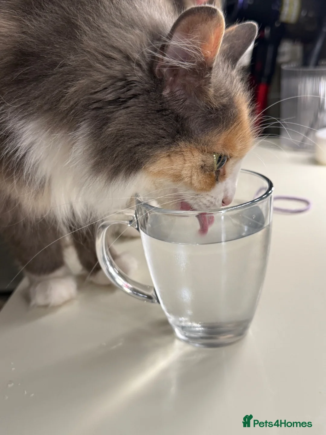 Mixed Breed cats for sale: Female long haired cat for sale  - Advert 6