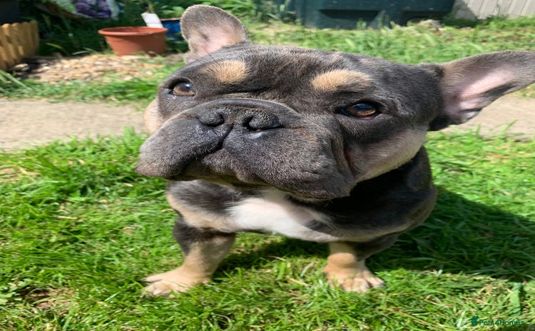 French Bulldog dogs - Advert 1