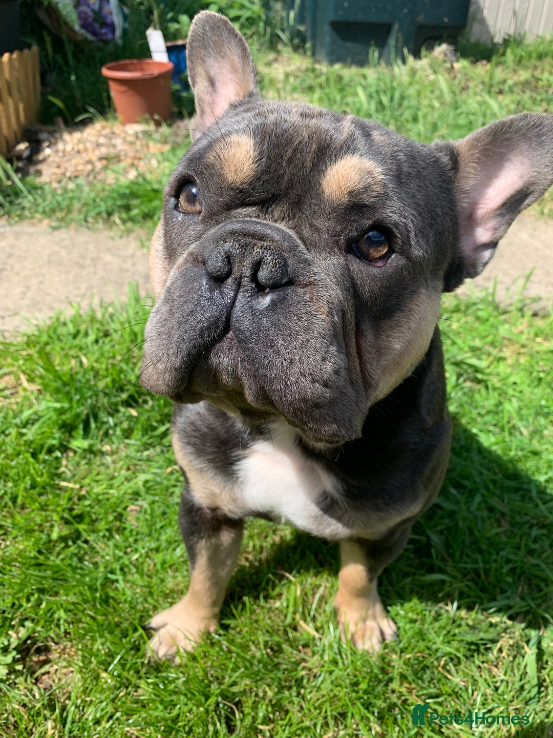French Bulldog dogs for sale: Finn the frenchie  - Image 1