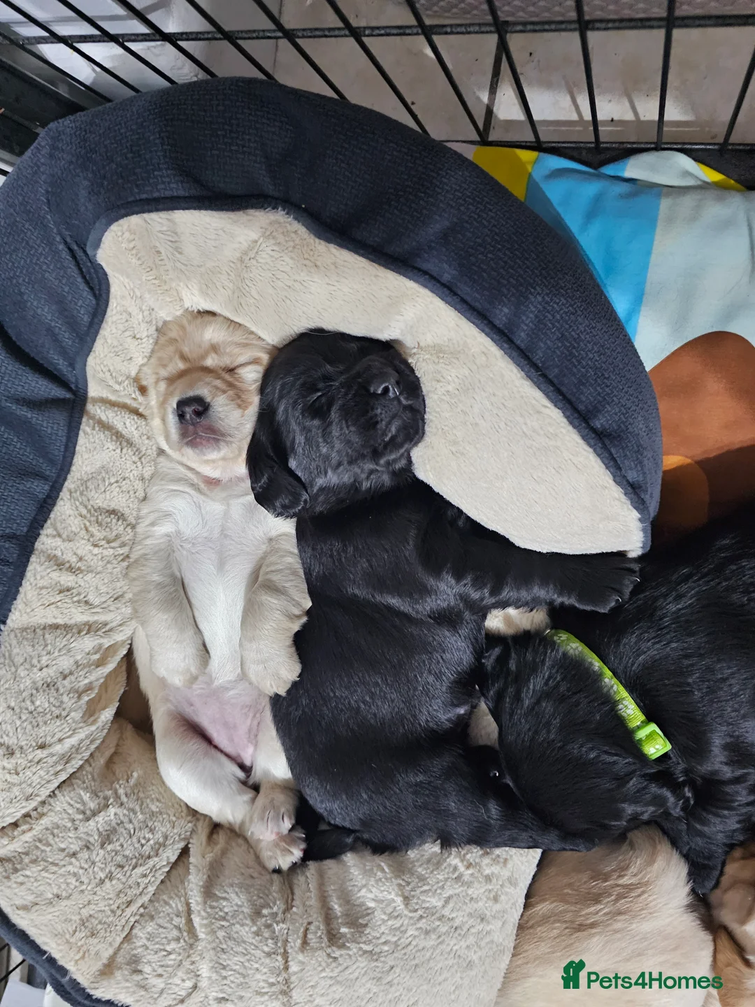 Cockerdor dogs for sale: The most loving Cockerdor/Spanador - Advert 14