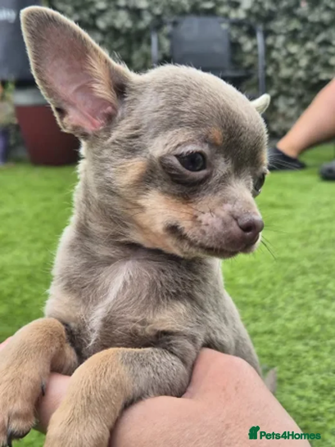 Chihuahua dogs for sale: One girl Chihuahua available  - Image 1