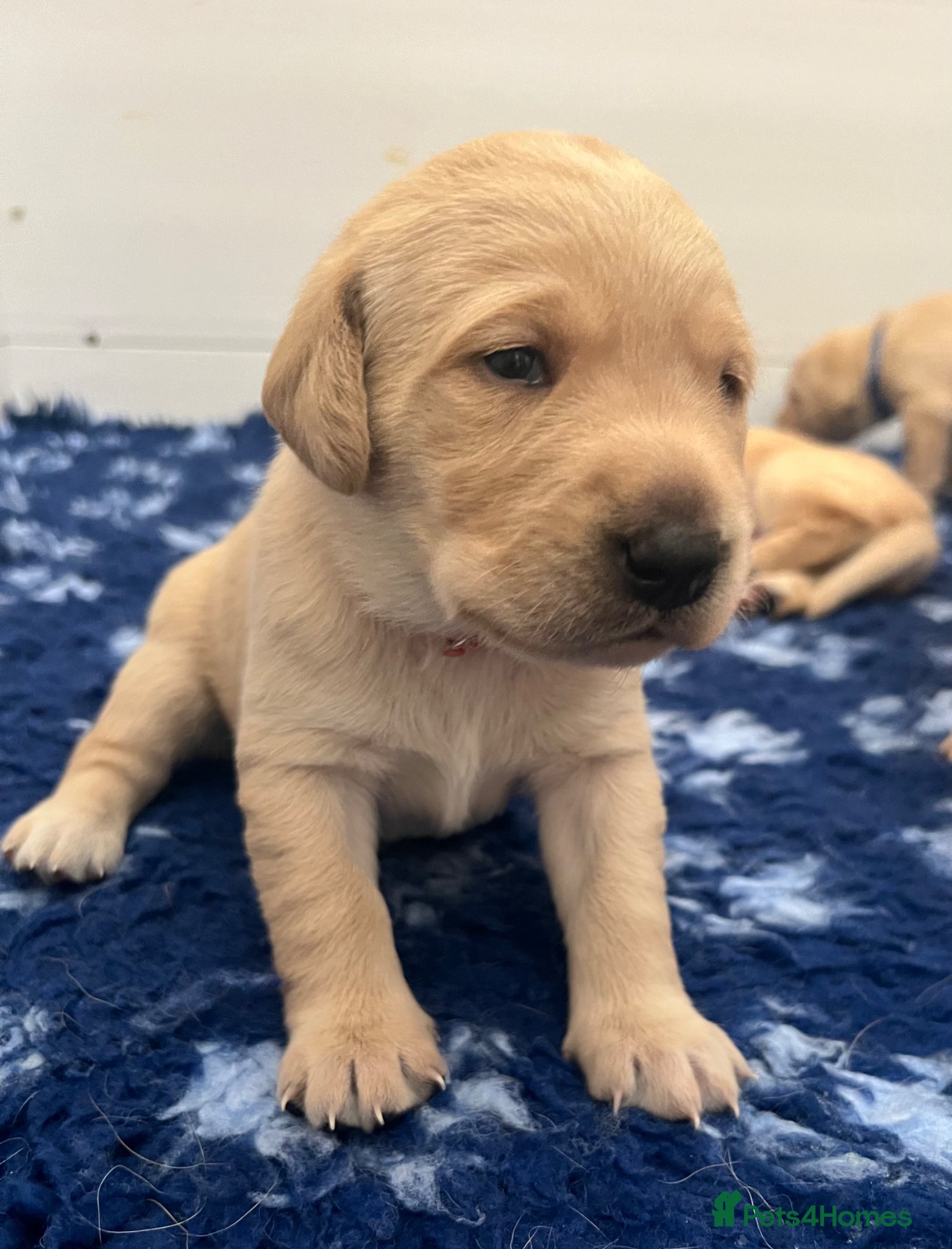 Labrador Retriever dogs Stunning KC Registered Champion line Puppies  - Advert 1