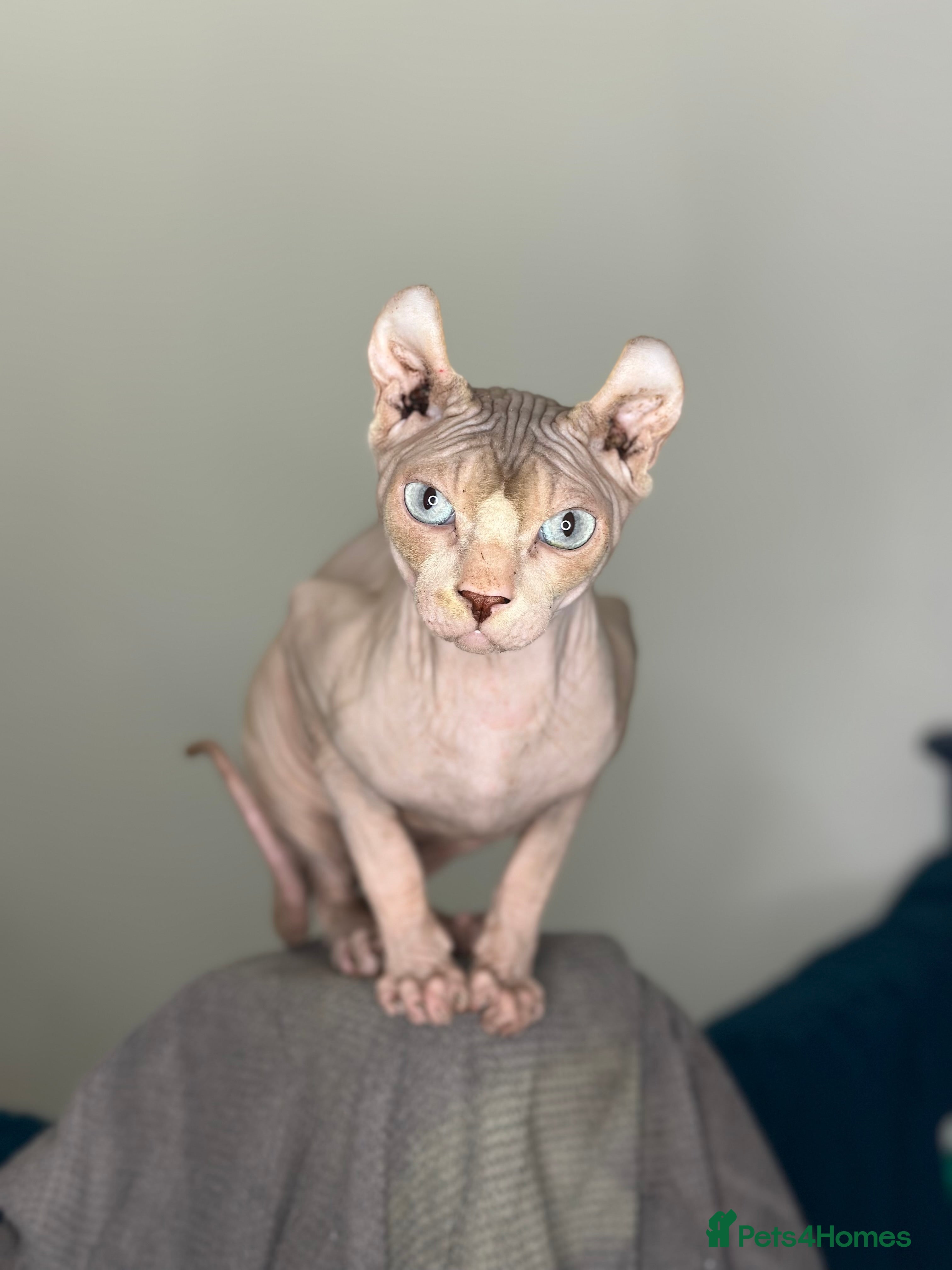 Sphynx cats **STUD Red elf sphynx ** - Advert 8