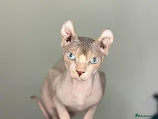 Sphynx cats **STUD Red elf sphynx ** - Advert 8