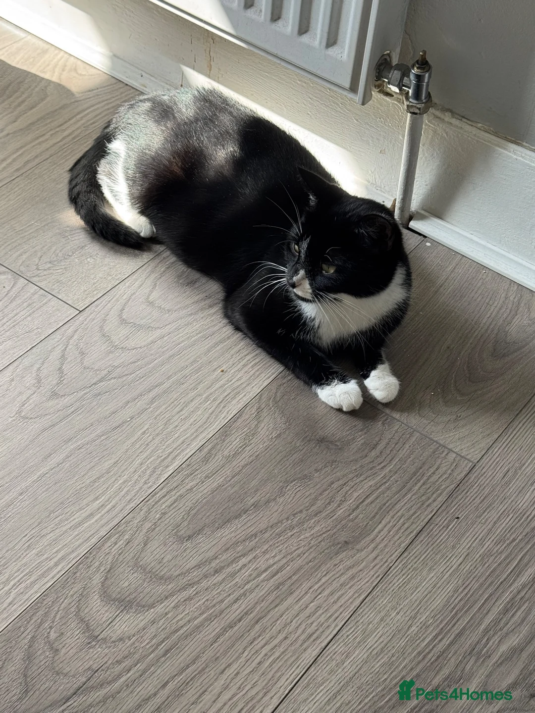 Mixed Breed cats for sale: 2 kittens for sale - Advert 1