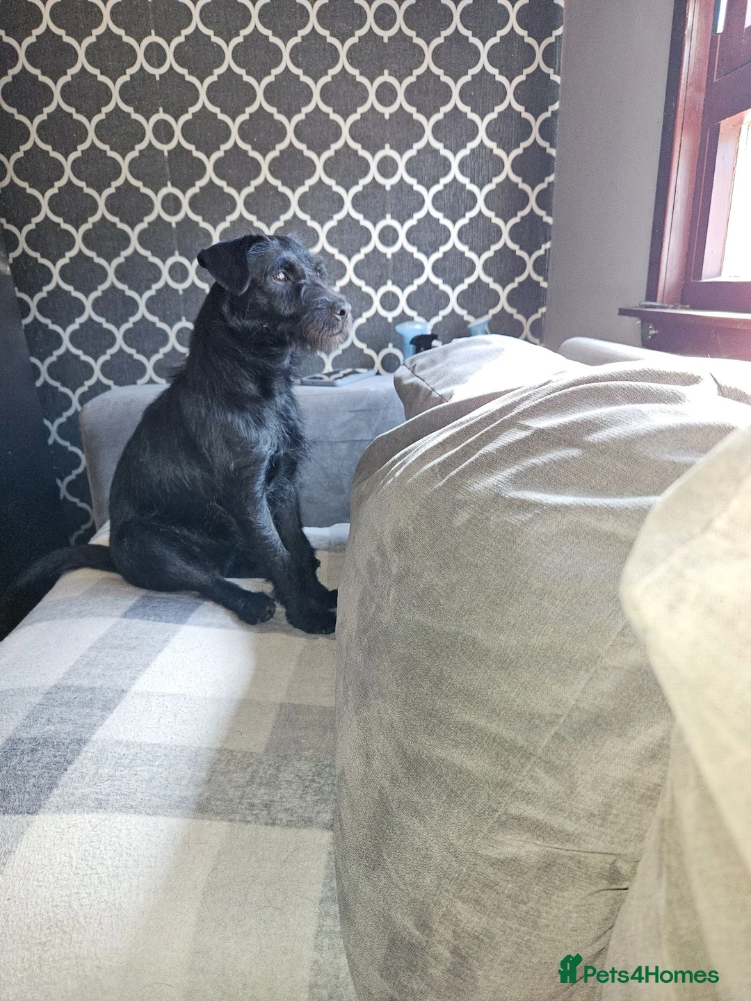 Border Terrier dogs for sale: Miss zara - Advert 3