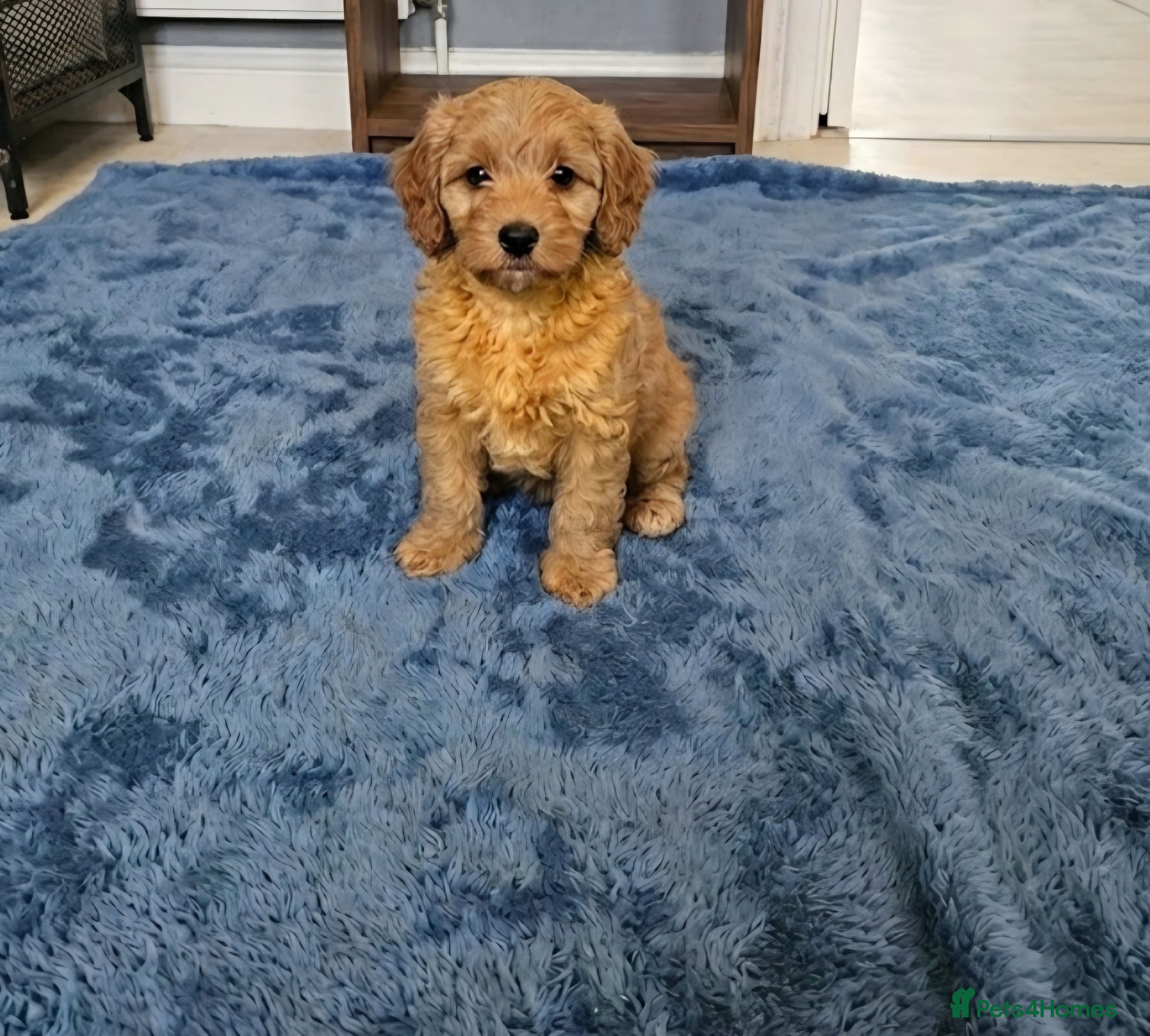 Cockapoo dogs Cockapoo puppies - Advert 15