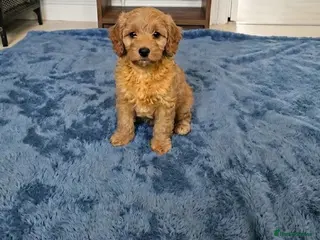 Cockapoo dogs Cockapoo puppies - Advert 15