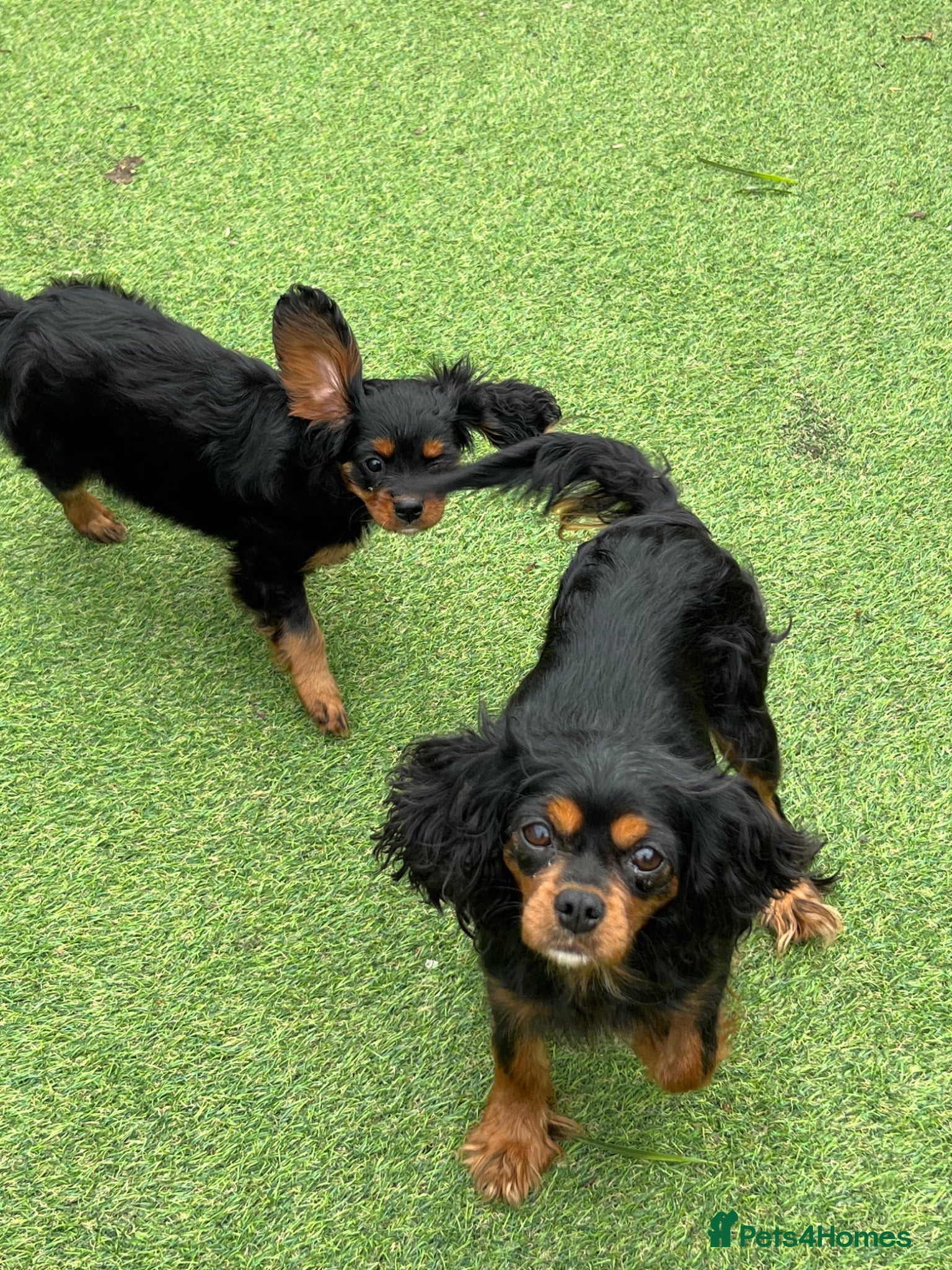 Cavalier King Charles Spaniel dogs Stunning health tested KC cavalier puppies - Advert 6