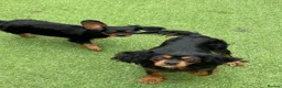 Cavalier King Charles Spaniel dogs for sale: Stunning health tested KC cavalier puppies - Advert 1