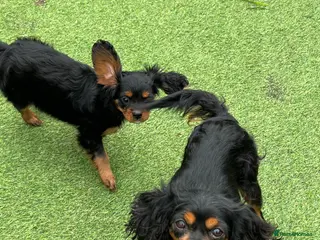 Cavalier King Charles Spaniel dogs Stunning health tested KC cavalier puppies - Advert 2