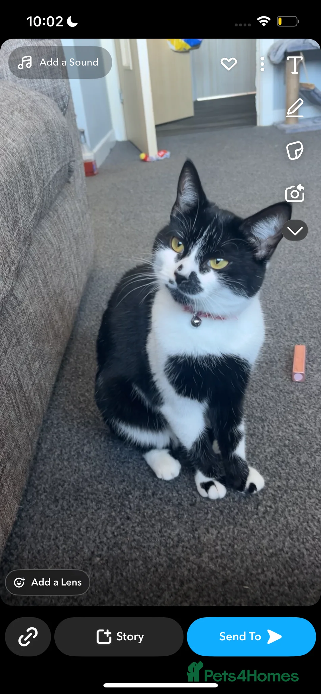 British Shorthair cats for sale: 2 year old cat seeking new home  in Livingston - Advert 2