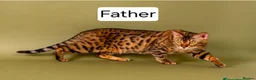 Bengal cats for sale: Female Bengal kittens x3 TICA registered  - Advert 6