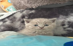 Scottish Fold cats for sale: Absolutely stunning kittens  - Image 5