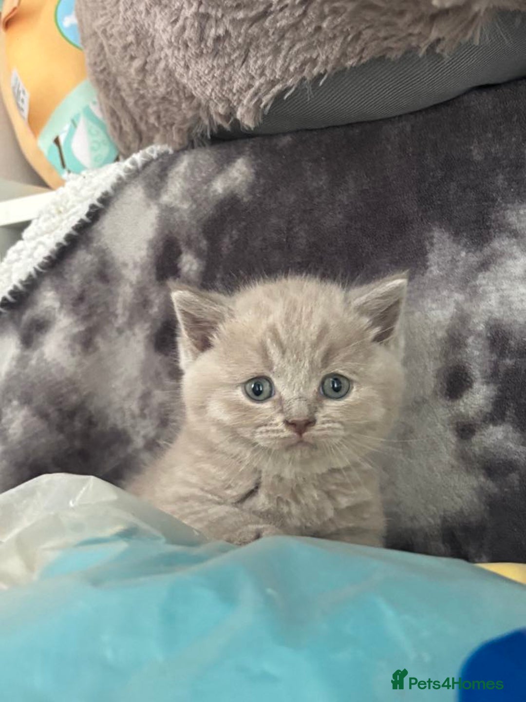 Scottish Fold cats for sale: Absolutely stunning kittens  - Image 5