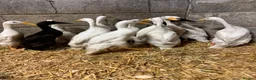 Ducks poultry for sale: Purebred Indian Runner Ducks - Advert 4
