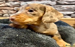 Miniature Dachshund dogs for sale: Stunning Miniature Smooth Dachshund - Image 14