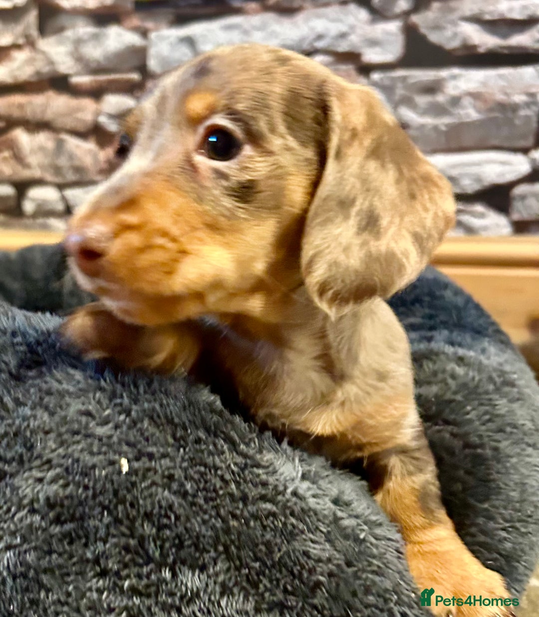 Miniature Dachshund dogs for sale: Stunning Miniature Smooth Dachshund - Image 14