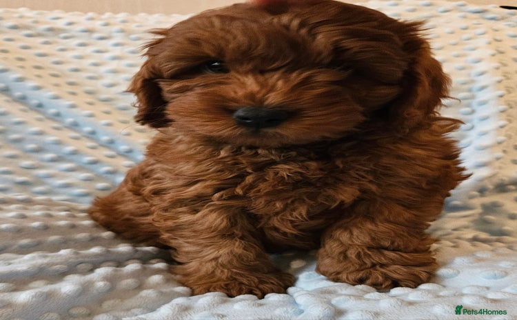 Cockapoo dogs Gorgeous red toy cockapoo puppies. - Advert 11