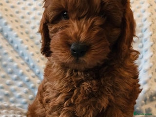 Cockapoo dogs Gorgeous red toy cockapoo puppies. - Advert 3