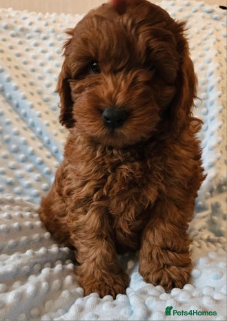 Cockapoo dogs Gorgeous red toy cockapoo puppies. - Advert 11
