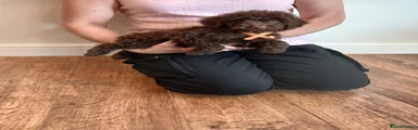 Cockapoo 5