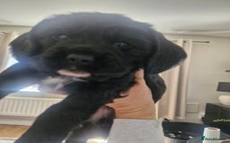 Mixed Breed dogs for sale: Cockalier  - Image 2
