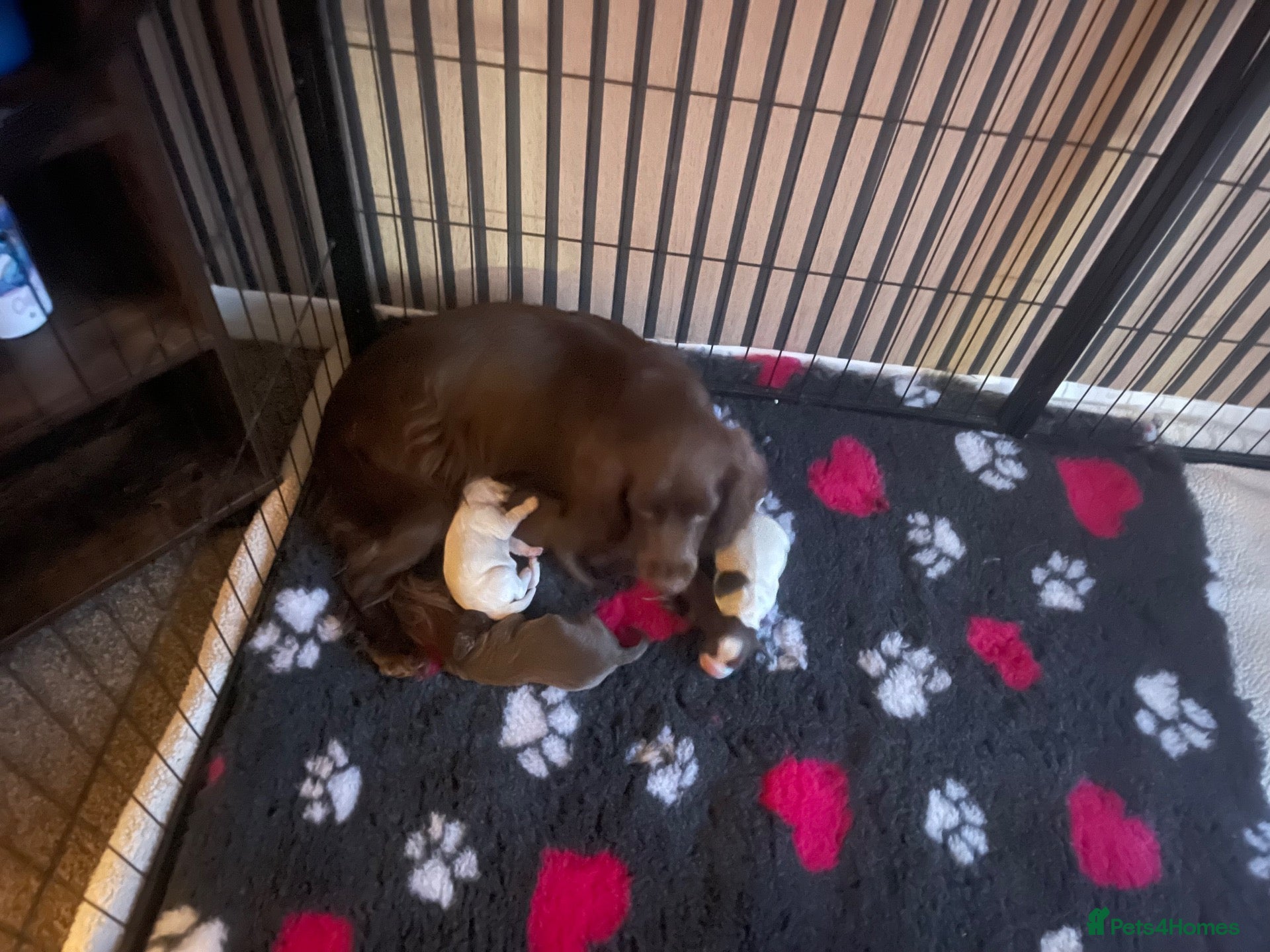 Cocker Spaniel dogs cocker spaniels  - Advert 1