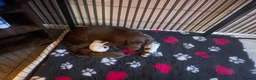 Cocker Spaniel dogs for sale: cocker spaniels  - Advert 1
