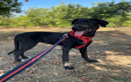 Mixed Breed dogs for adoption: Lovely Leah - Image 16